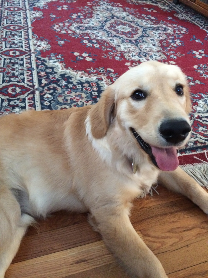 Illustration for article titled Doggies are sweet ETA DOGGIE PIC